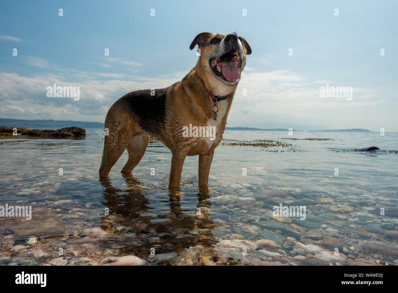 Hund Abkühlung im Meer mit seiner Zunge heraus hängen, keuchend, Isle of Bute Stockfoto