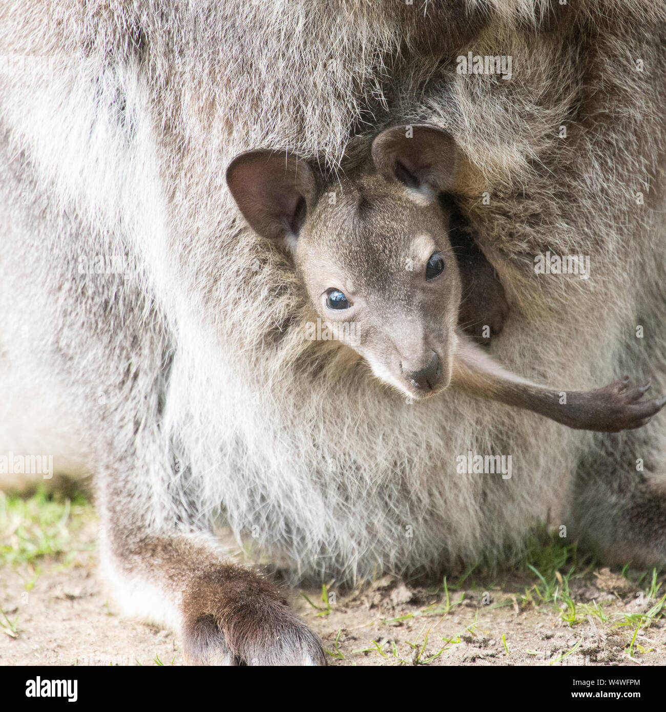 Red-necked Wallaby oder Bennetts Wallaby, Macropus rufogriseus Baby suchen von ihren Müttern Tasche Stockfoto