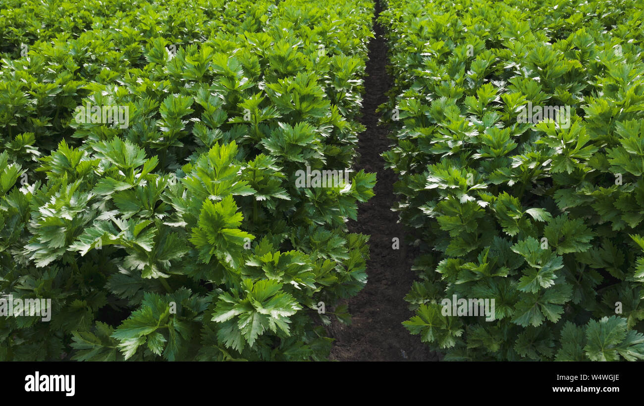 Sellerie in der Nähe. Landwirtschaftliches Feld von Sellerie Stockfoto