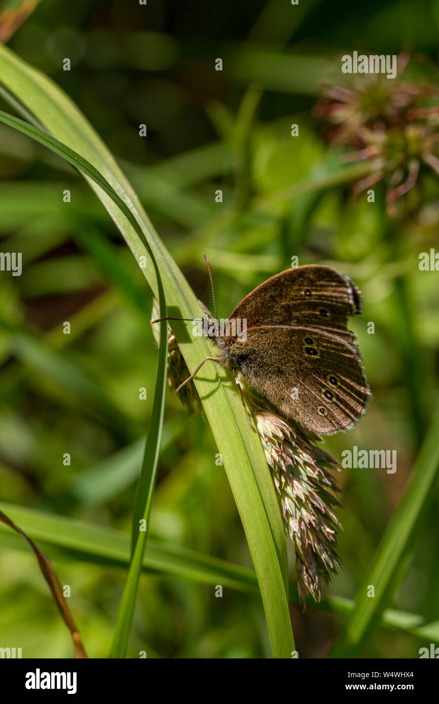 UK Wildlife: Nicht eine neue britische Arten mit einem exotischen Schwanz aber ein ringelwürmer Schmetterling (Aphantopus hyperantus) über eine verbogene Gras Stiel sitzen, Großbritannien Stockfoto