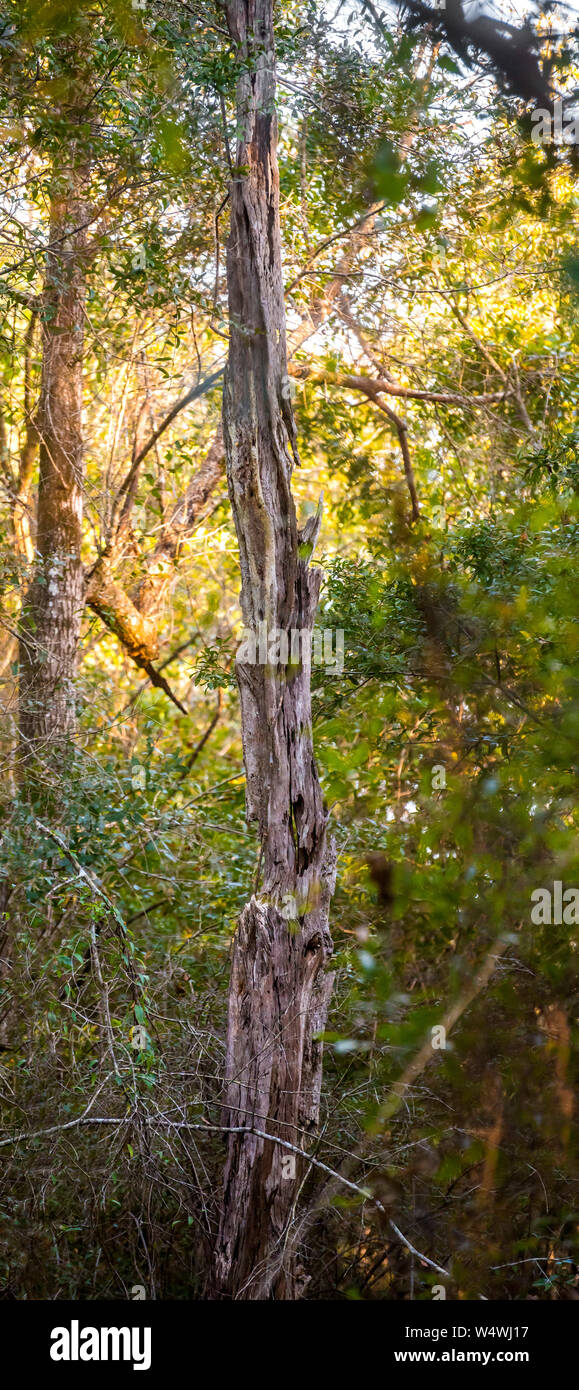 Alten toten Baumstumpf entfernt verrotten in den Wäldern von North Florida. Stockfoto