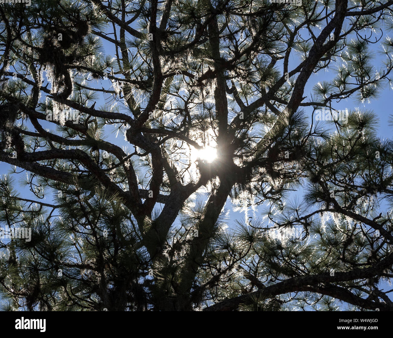 Am späten Nachmittag Sonne scheint durch eine Kiefer. Stockfoto