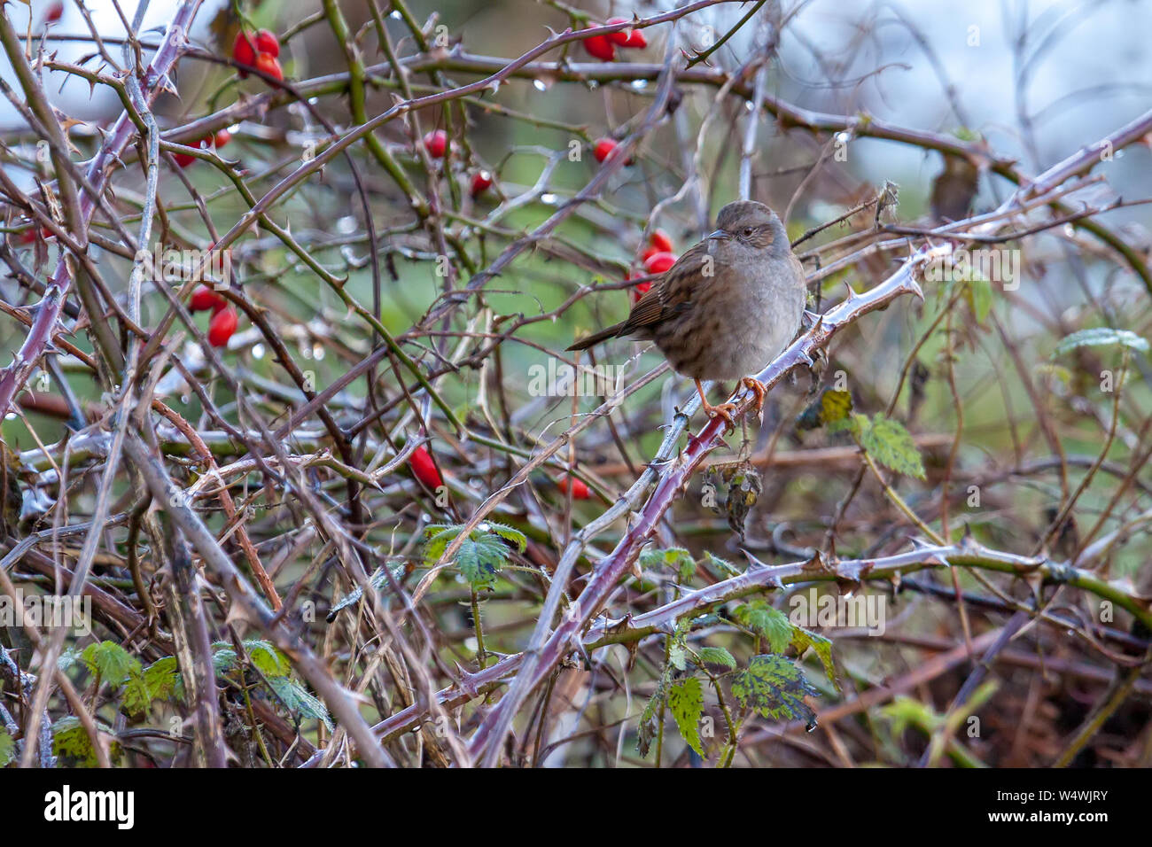 Hedge Dunnock Accentor oder auf einem briar im Winter Stockfoto