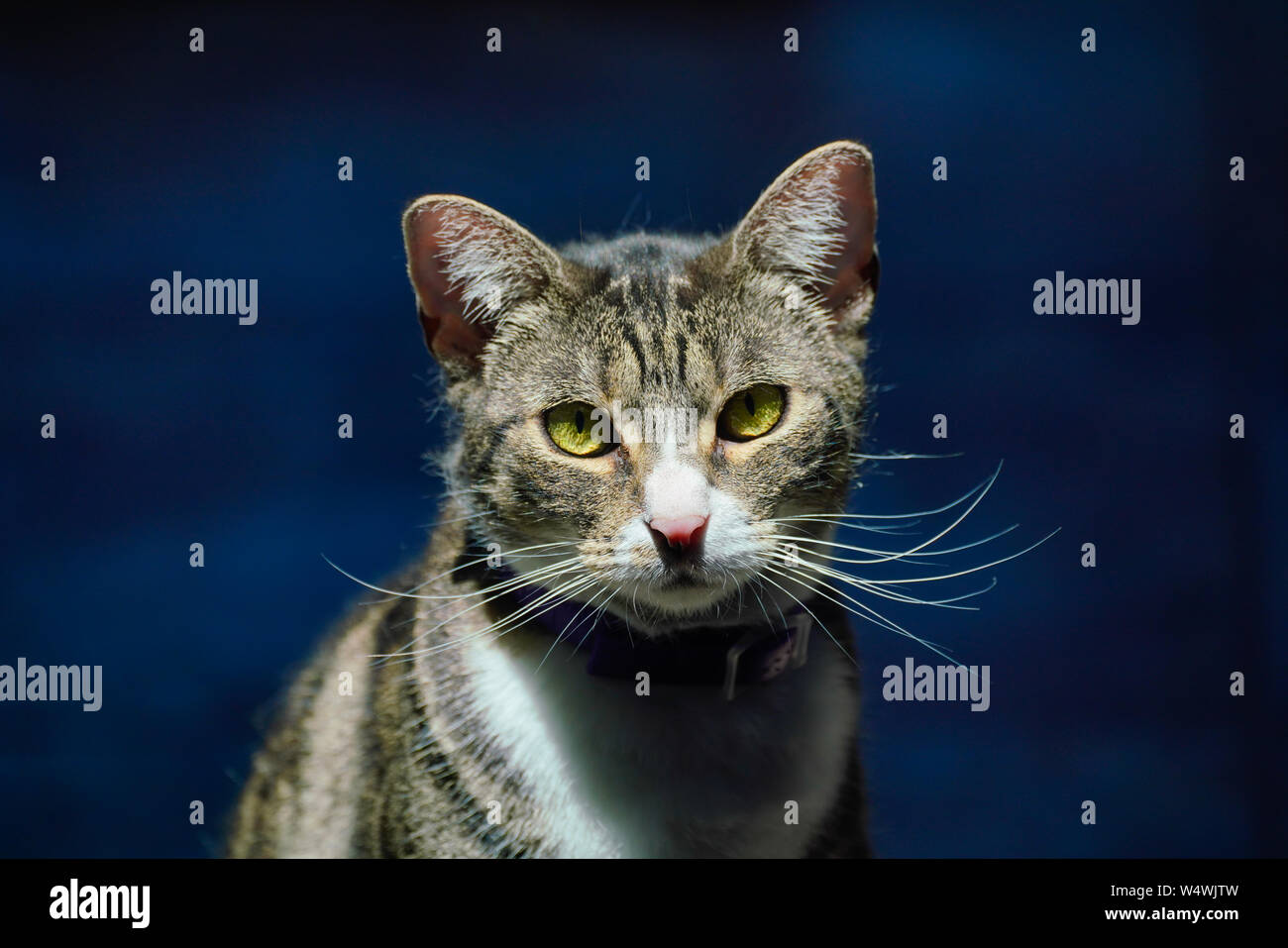 Portrait einer weiblichen Tiger gestreifte Katze Stockfoto