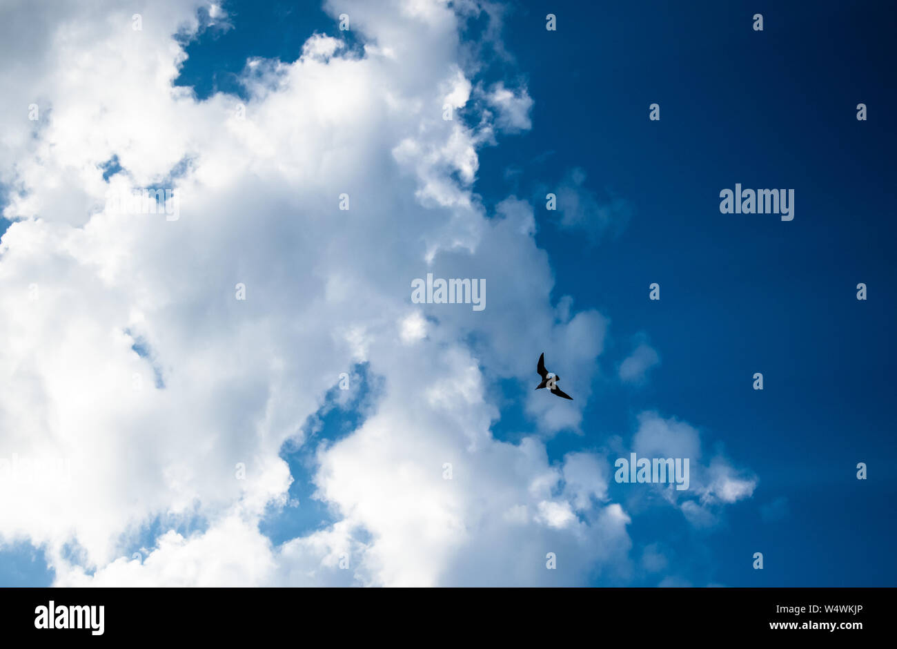 Vogel gegen helle weiße flauschige Wolken am blauen Himmel fliegen. Stockfoto