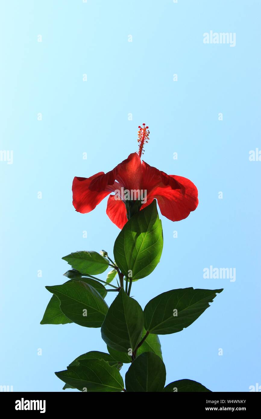 Nahaufnahme einer roten Blume von hibiskus am Stiel mit grünen Blättern Hintergrund Blick auf klaren blauen Himmel Stockfoto