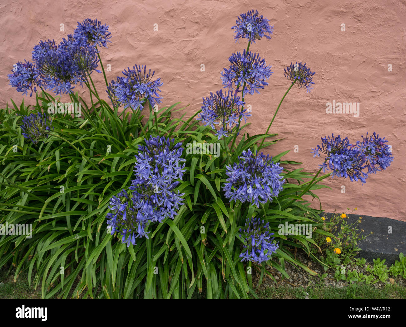 Agapanthus Blau durch ein Häuschen an der Wand Stockfoto