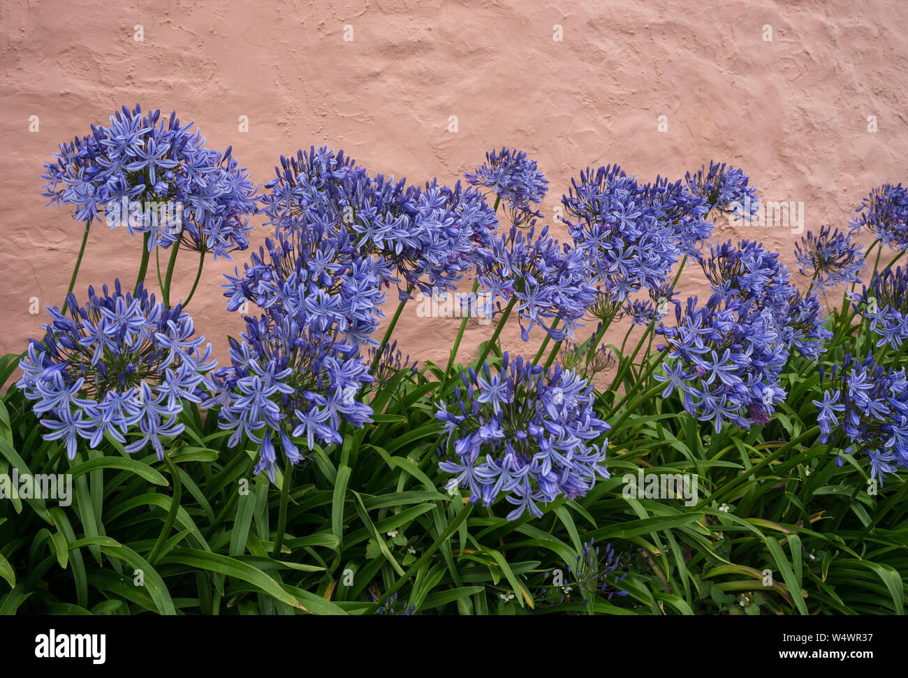 Agapanthus Blau durch ein Häuschen an der Wand Stockfoto