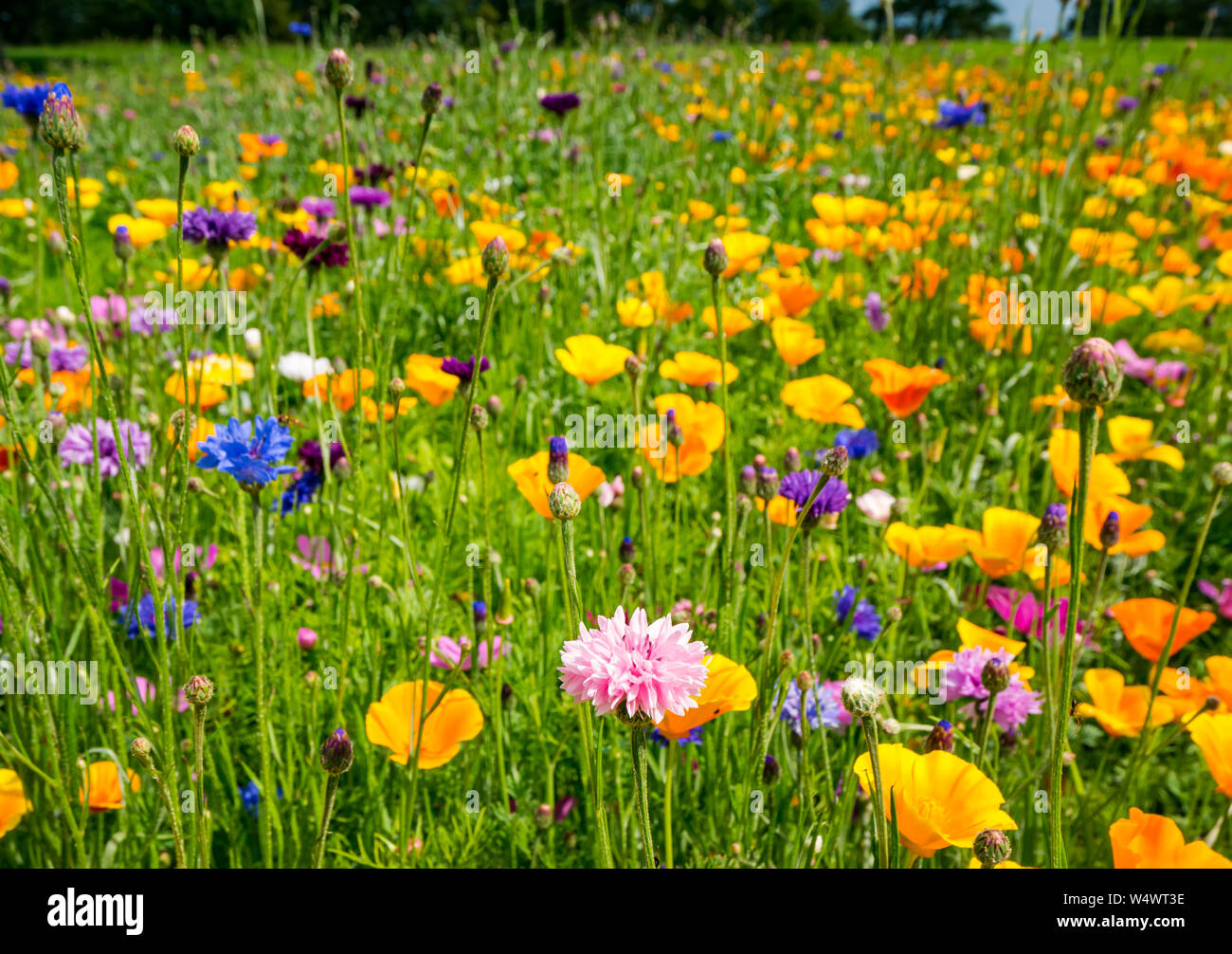 Farbenfrohe Sommer wilde Blumen mit Mischung von Sorten mit Kornblumen, Centaurea cyanus, Lodge, North Berwick, East Lothian, Schottland, Großbritannien Stockfoto