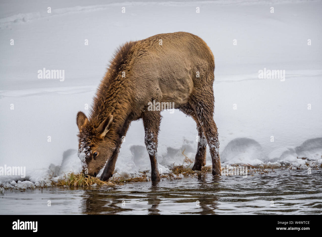 Baby Elch sucht im Winter am Flussufer in Yellowstone nach Nahrung Stockfoto