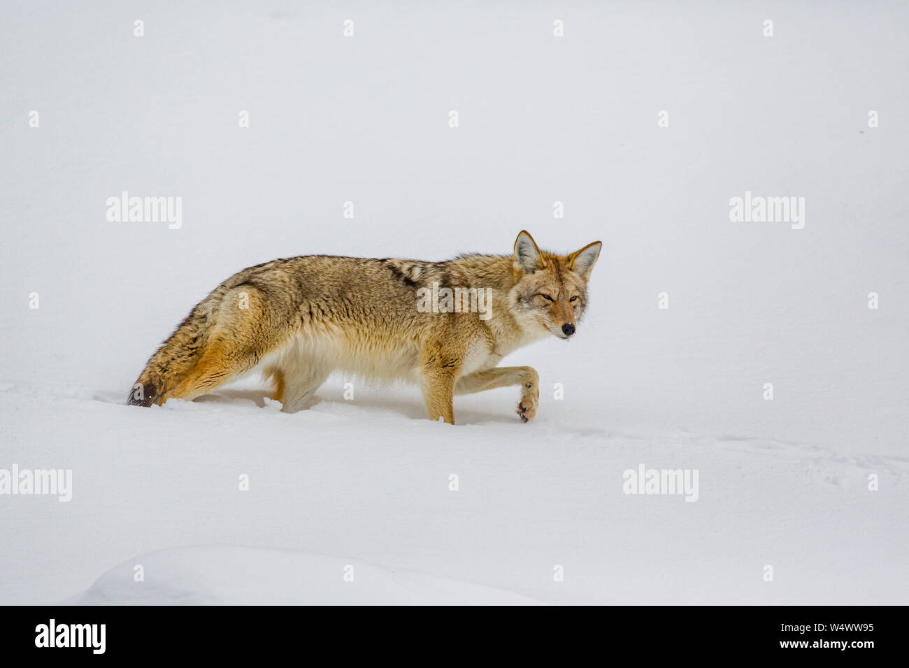 Coyote sucht im Winter in Yellowstone nach Nahrung Stockfoto