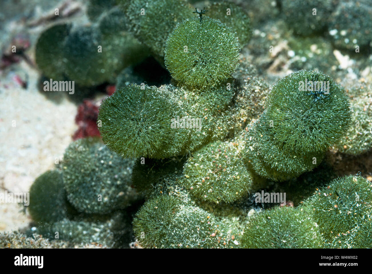 Grüne Algen - Tydemania expeditionis. UDOTEACEAE. West Papua, Indonesien. Indo-West Pazifik. Stockfoto