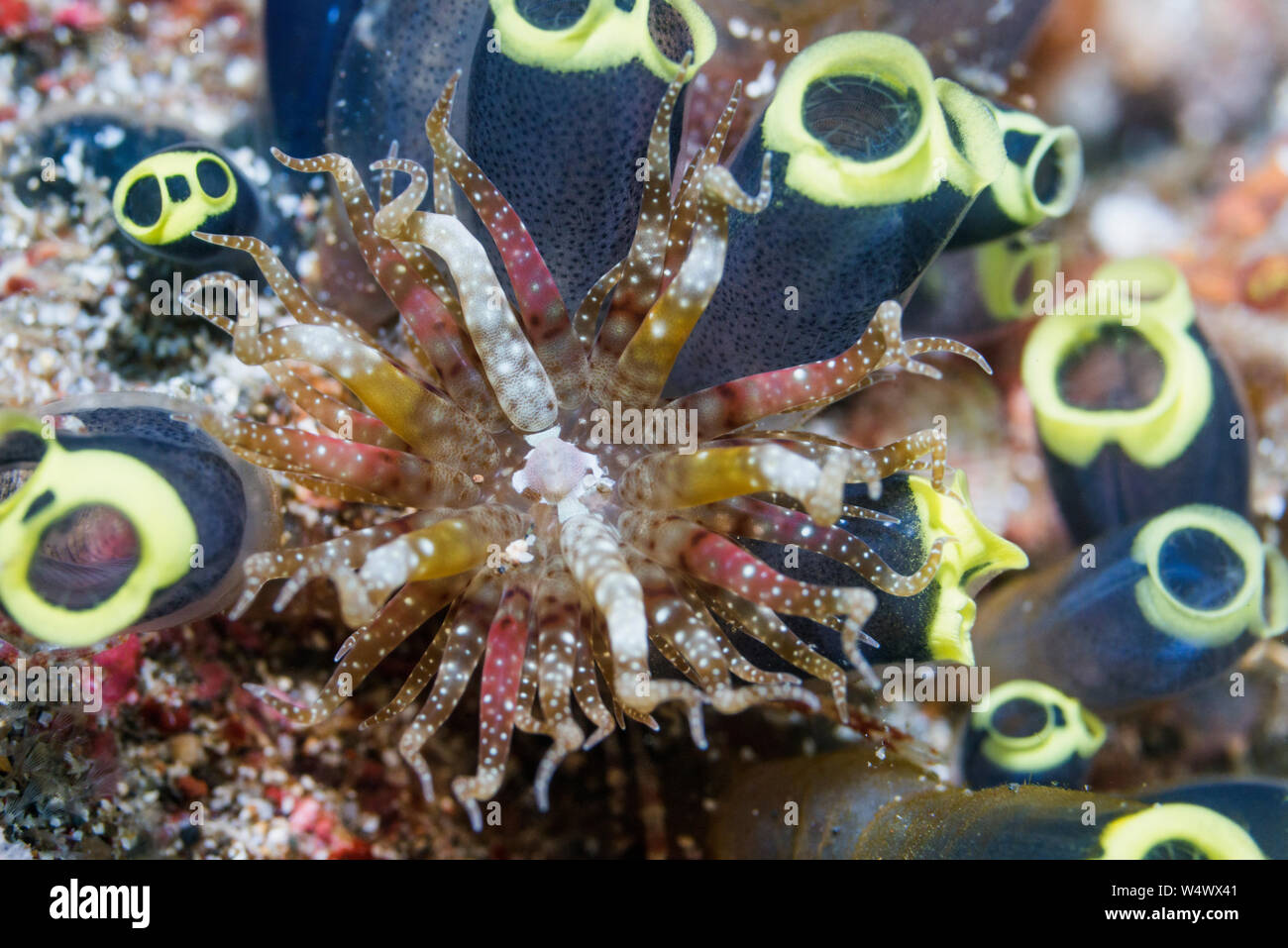 Schwimmen Anemone [Boloceroides mcmurrichi] und Stolzierte Ascidian [Clavelina robusta]. Lembeh Strait, Nord Sulawesi, Indonesien. Stockfoto