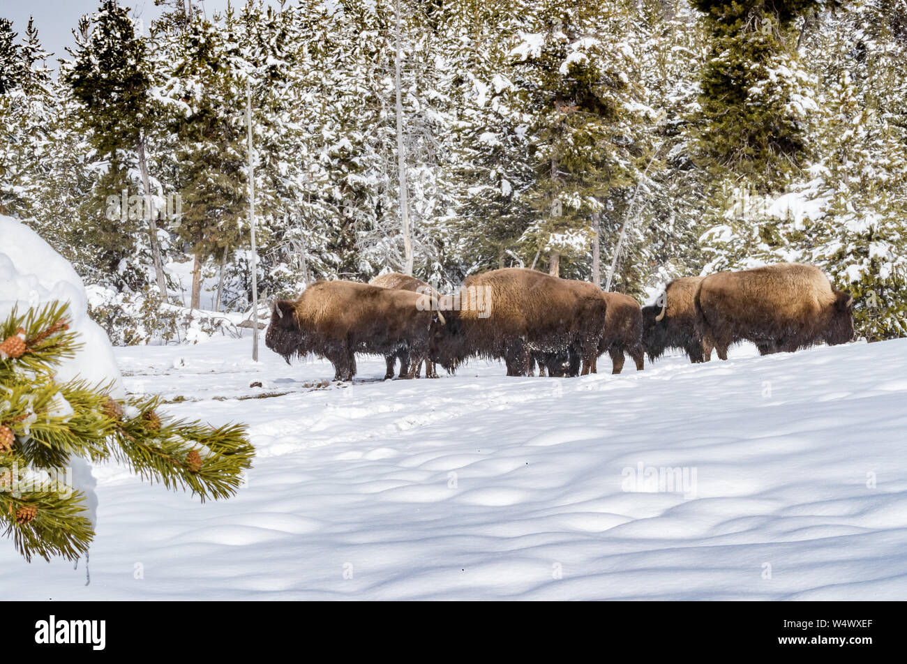 Herde Büffel im Yellowstone Nationalpark im Winter Stockfoto
