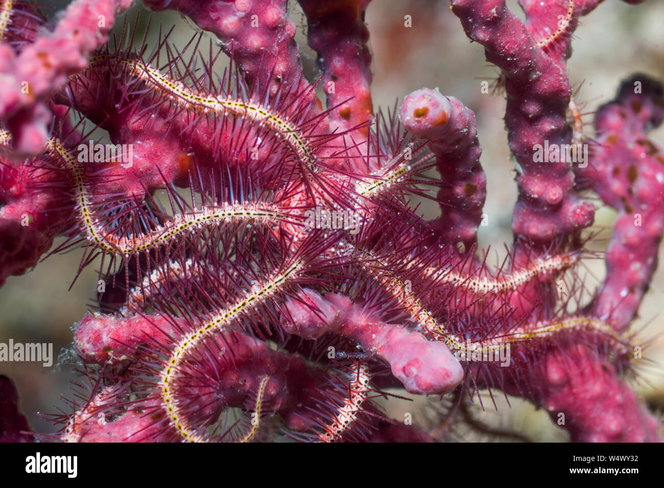 Ophiothrix Brittlestar [Arten] auf weichen Korallen. West Papua, Indonesien. Indo-West Pazifik. Stockfoto