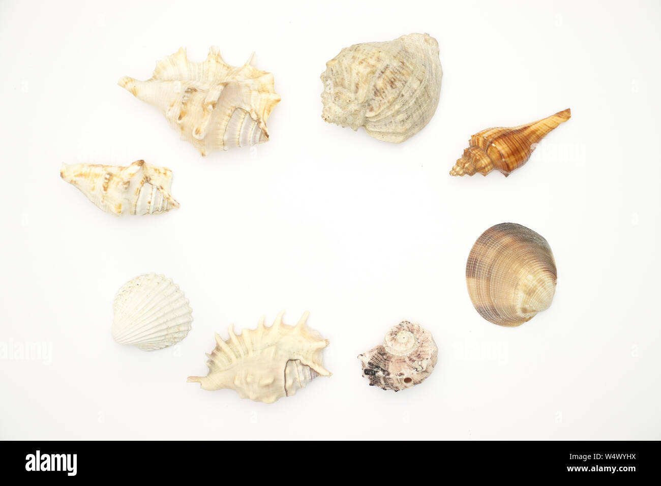 Muscheln auf dem weißen Hintergrund Stockfoto