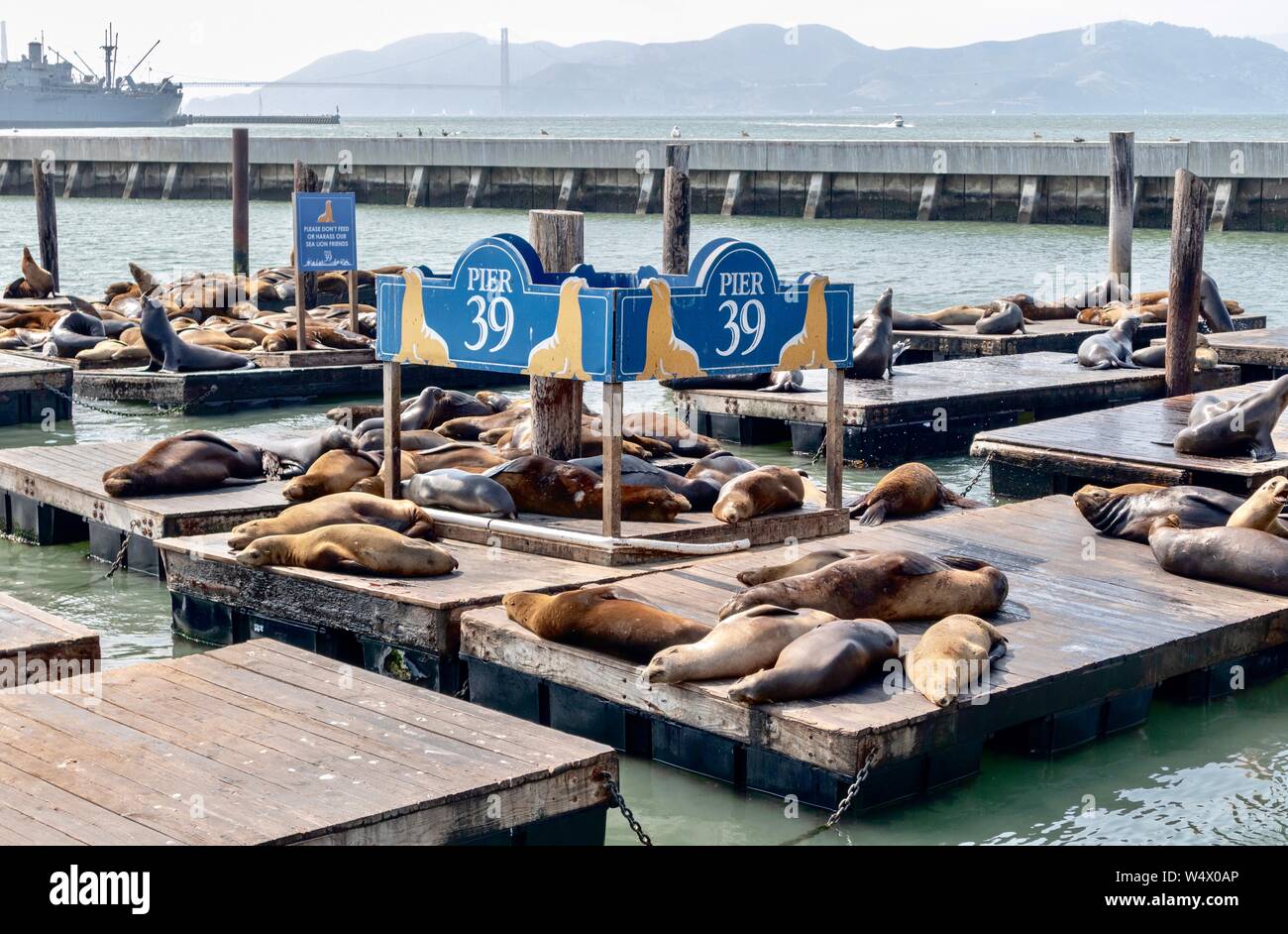 Seelöwen am Pier 39 in San Francisco, Ca Stockfoto