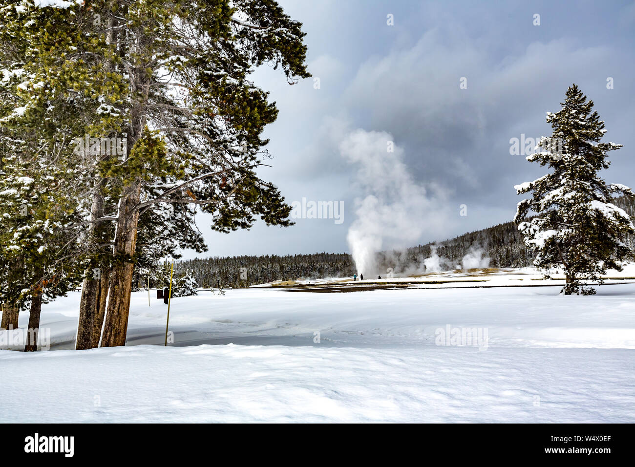 OLE-Treuer Geysir im Winter in Yellowstone Stockfoto
