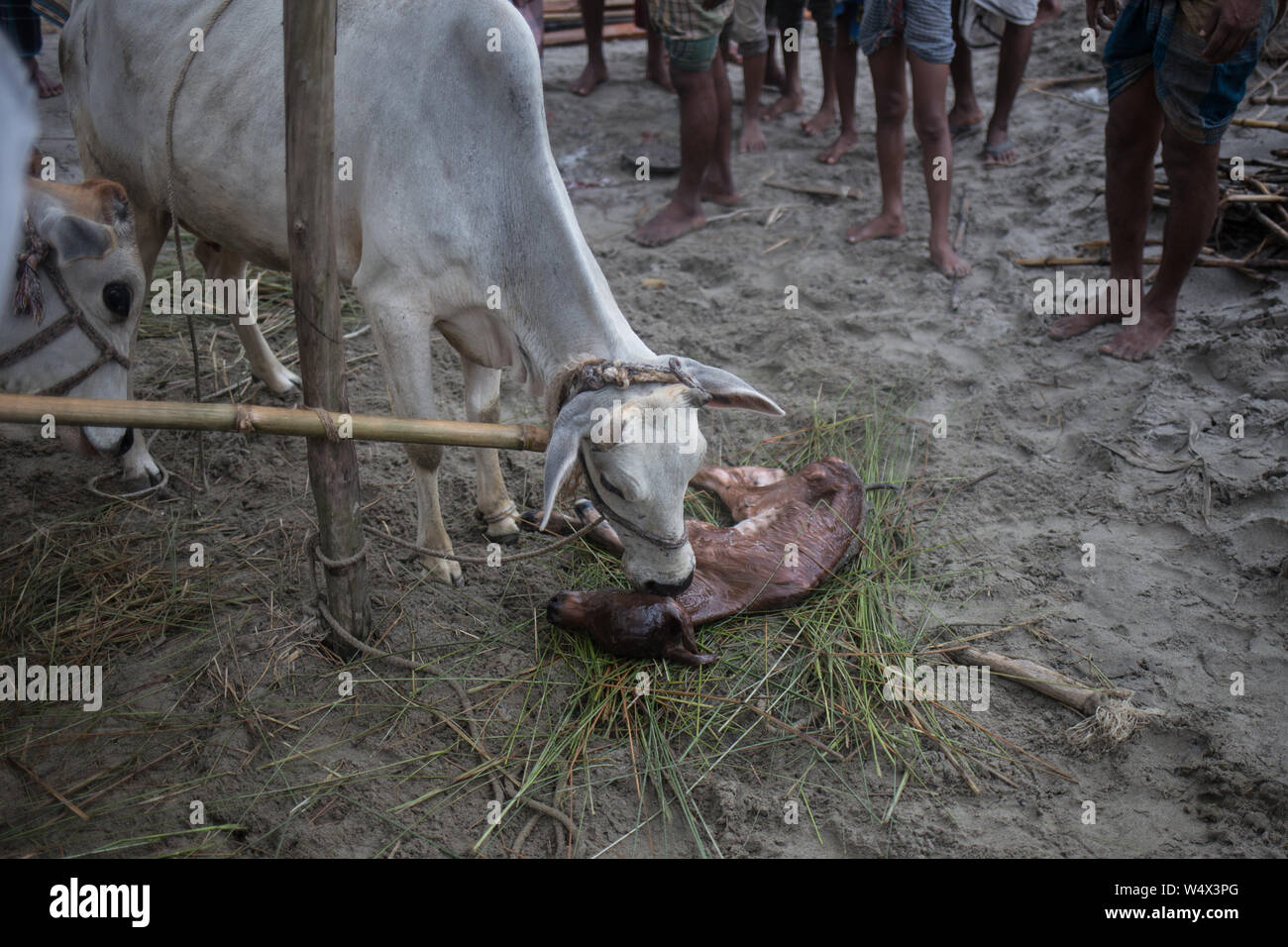 Eine Kuh gab Geburt eines Kalbes im Tierheim. Stockfoto