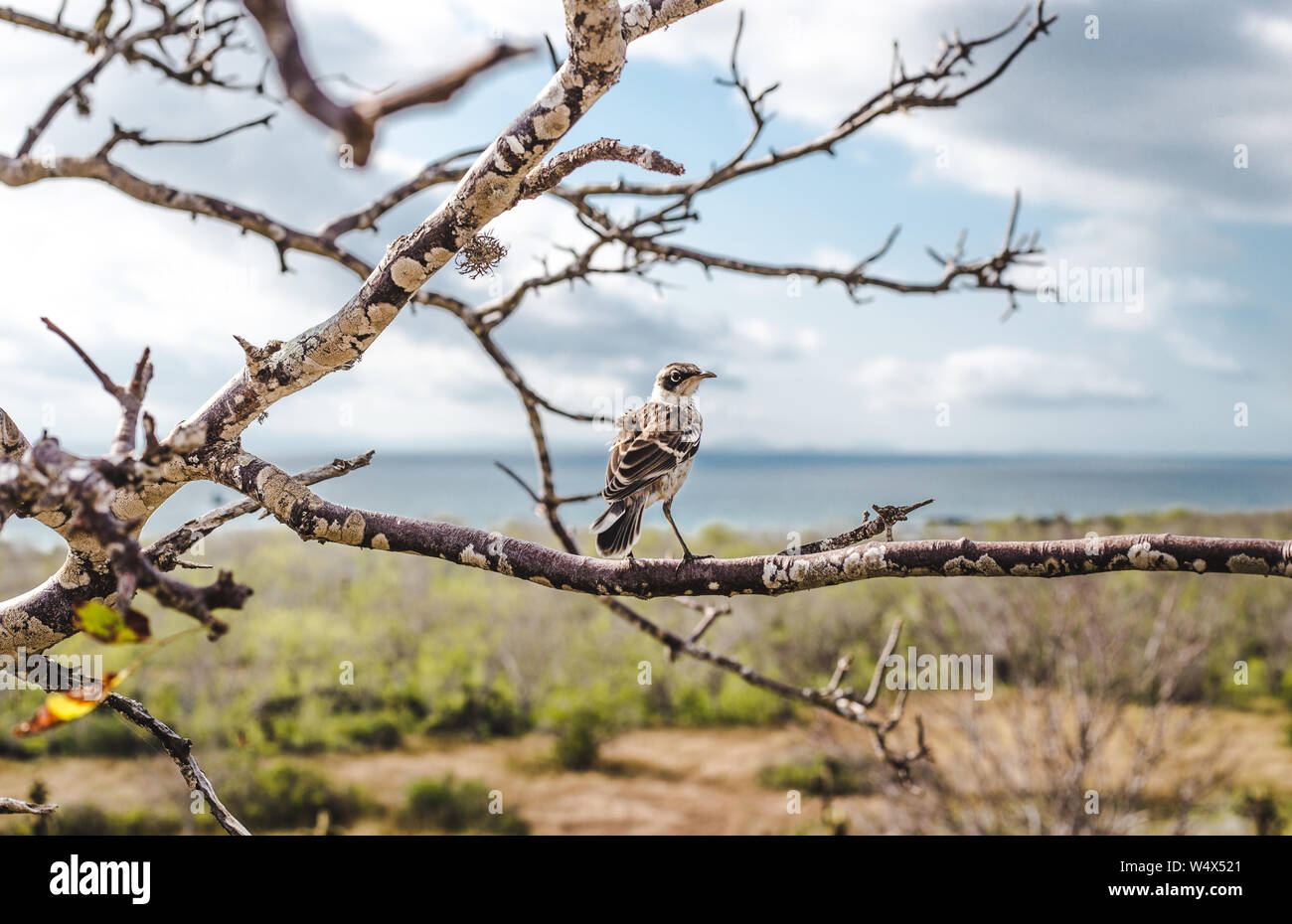 San Cristobal Mockingbird liegt auf einem Baum: Vogelbeobachtung auf den Galapagos-Inseln, Ecuador Stockfoto