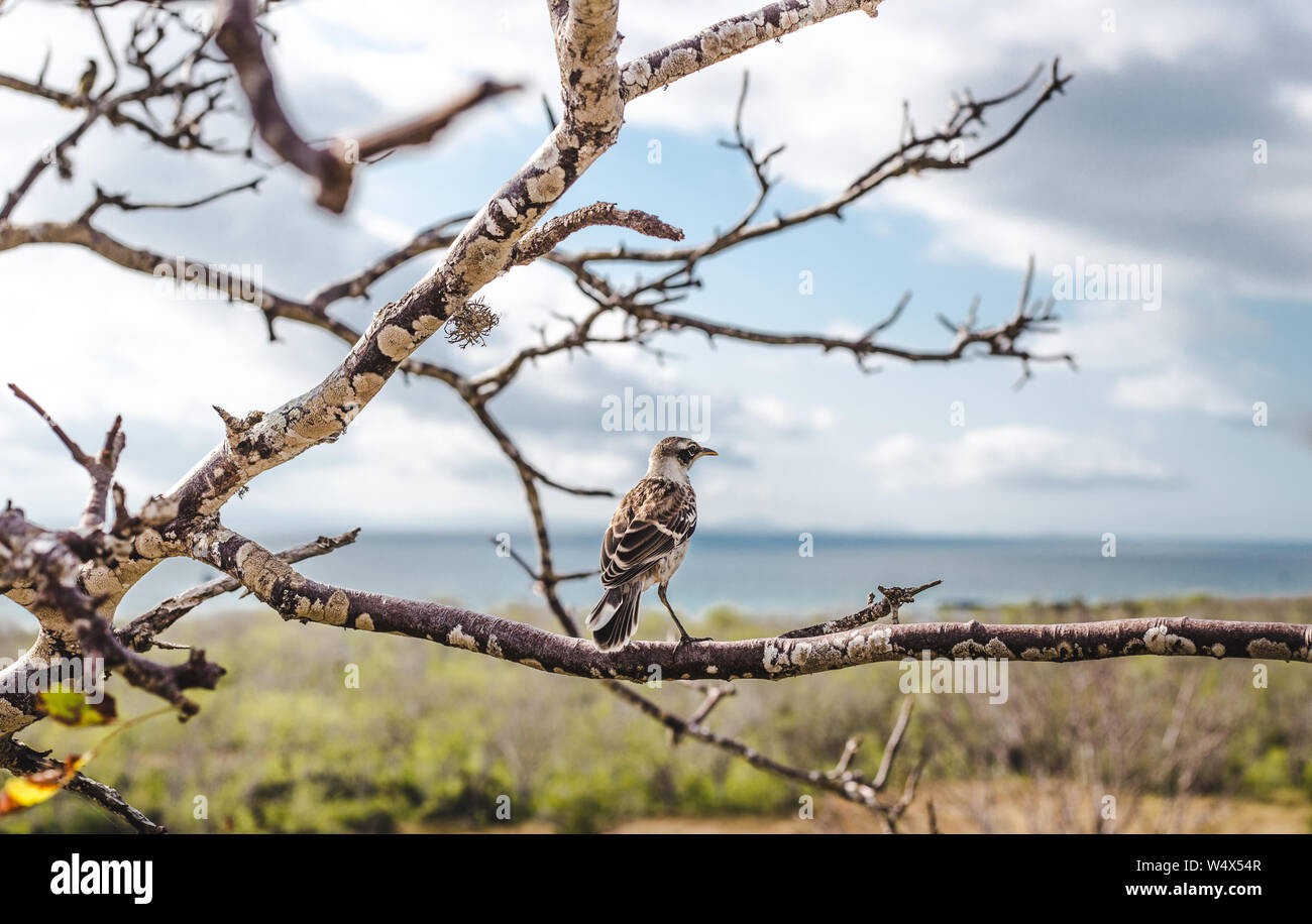 San Cristobal Mockingbird liegt auf einem Baum: Vogelbeobachtung auf den Galapagos-Inseln, Ecuador Stockfoto