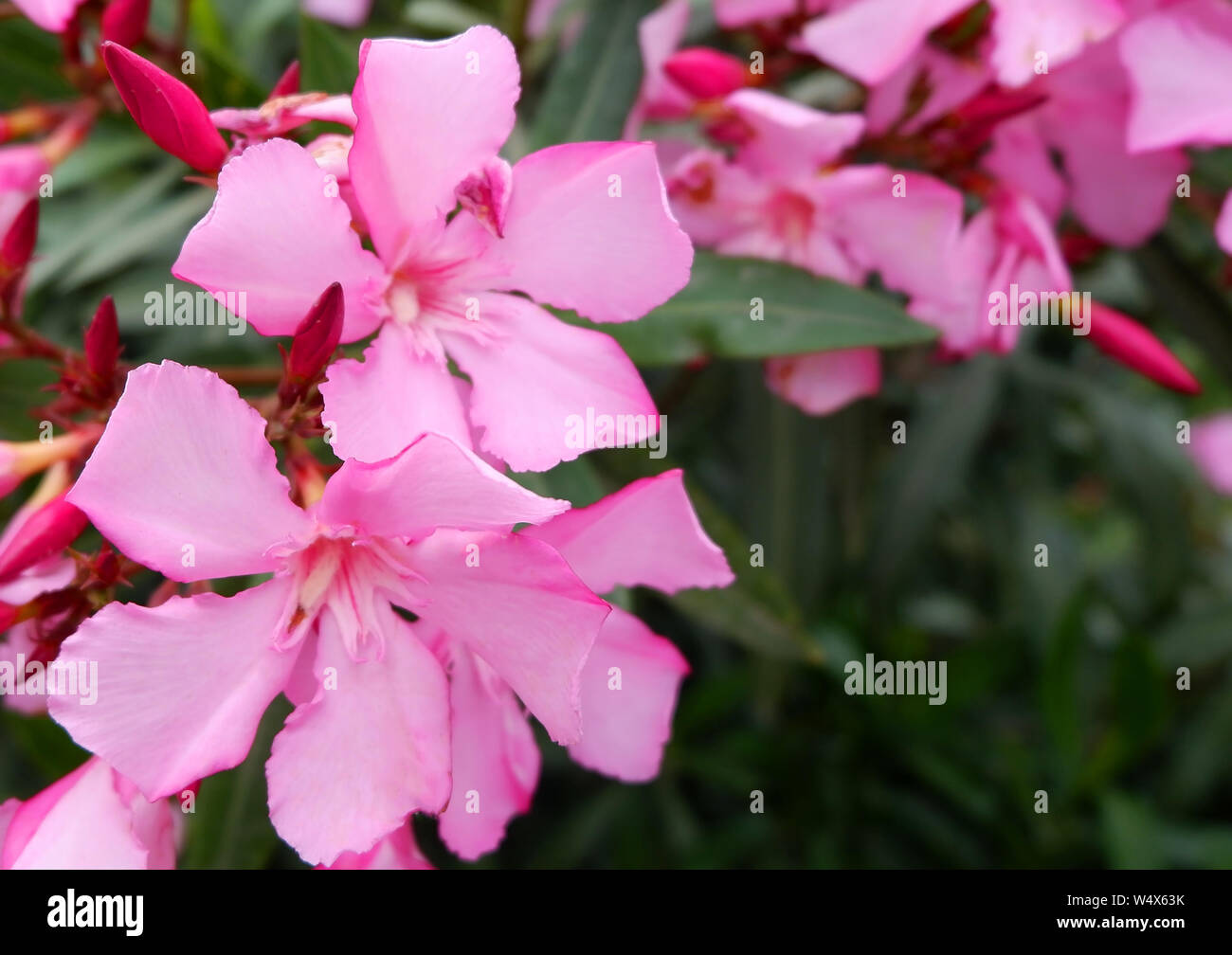 Schönen Blumenstrauß Kleine rosa Blumen auf einem Busch Stockfoto