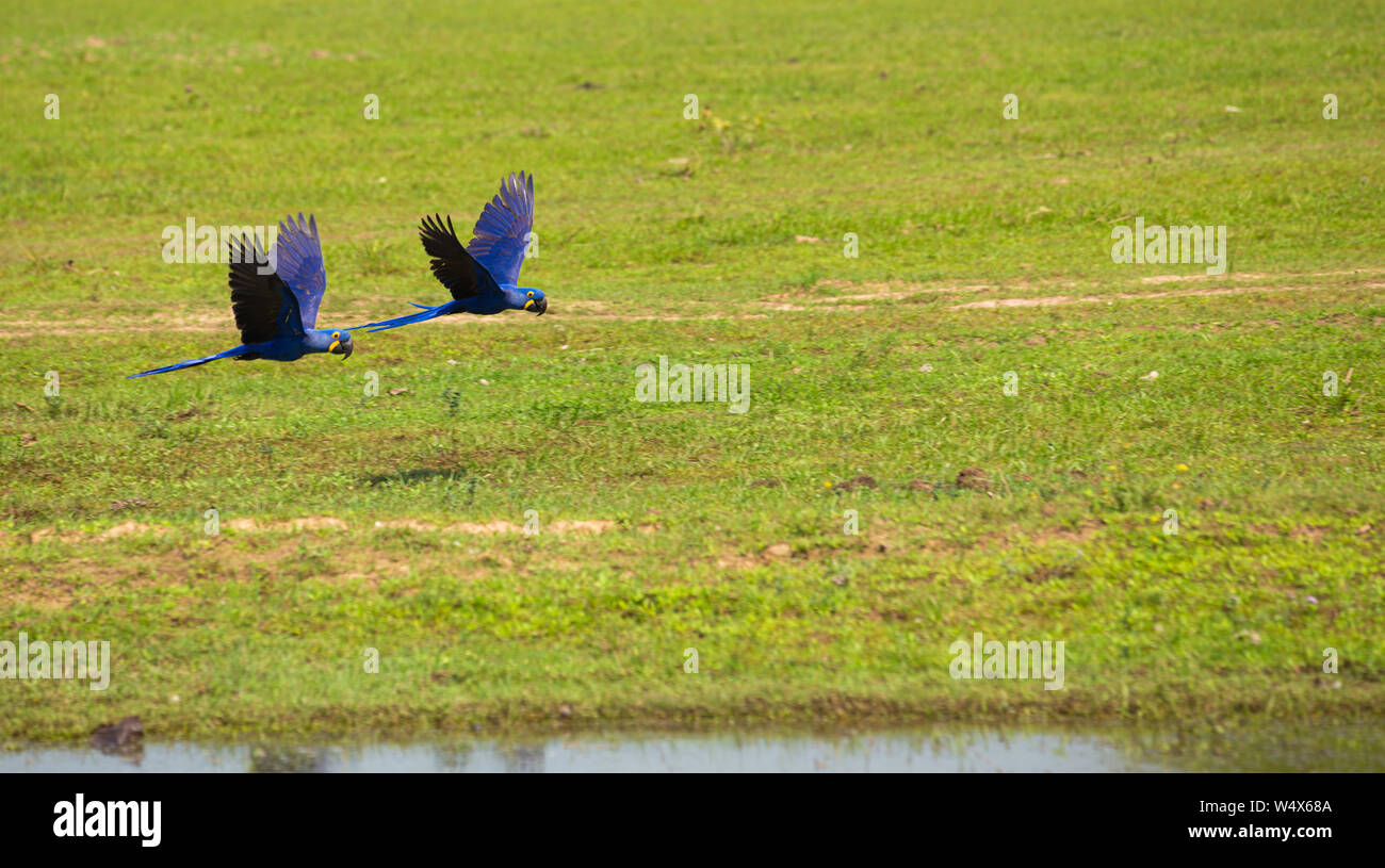 Sehr seltene endemische Hyacintnth Macaw Papageien/Andodorhynchus leari, in der natürlichen Umgebung des brasilianischen Pantanal Feuchtgebiet Stockfoto