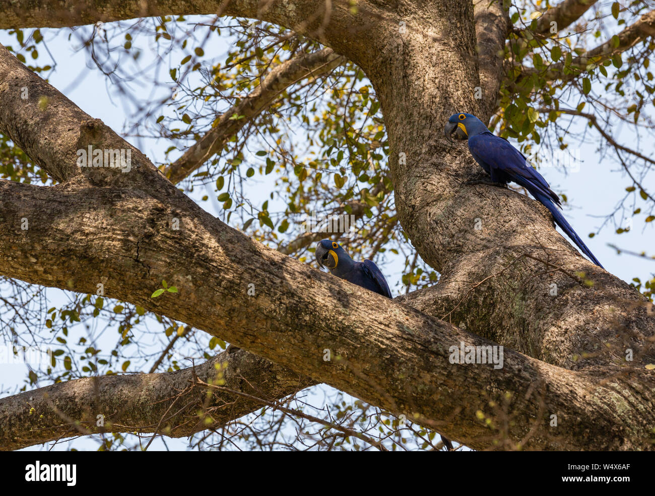 Sehr seltene endemische Hyacintnth Macaw Papageien/Andodorhynchus leari, in der natürlichen Umgebung des brasilianischen Pantanal Feuchtgebiet Stockfoto