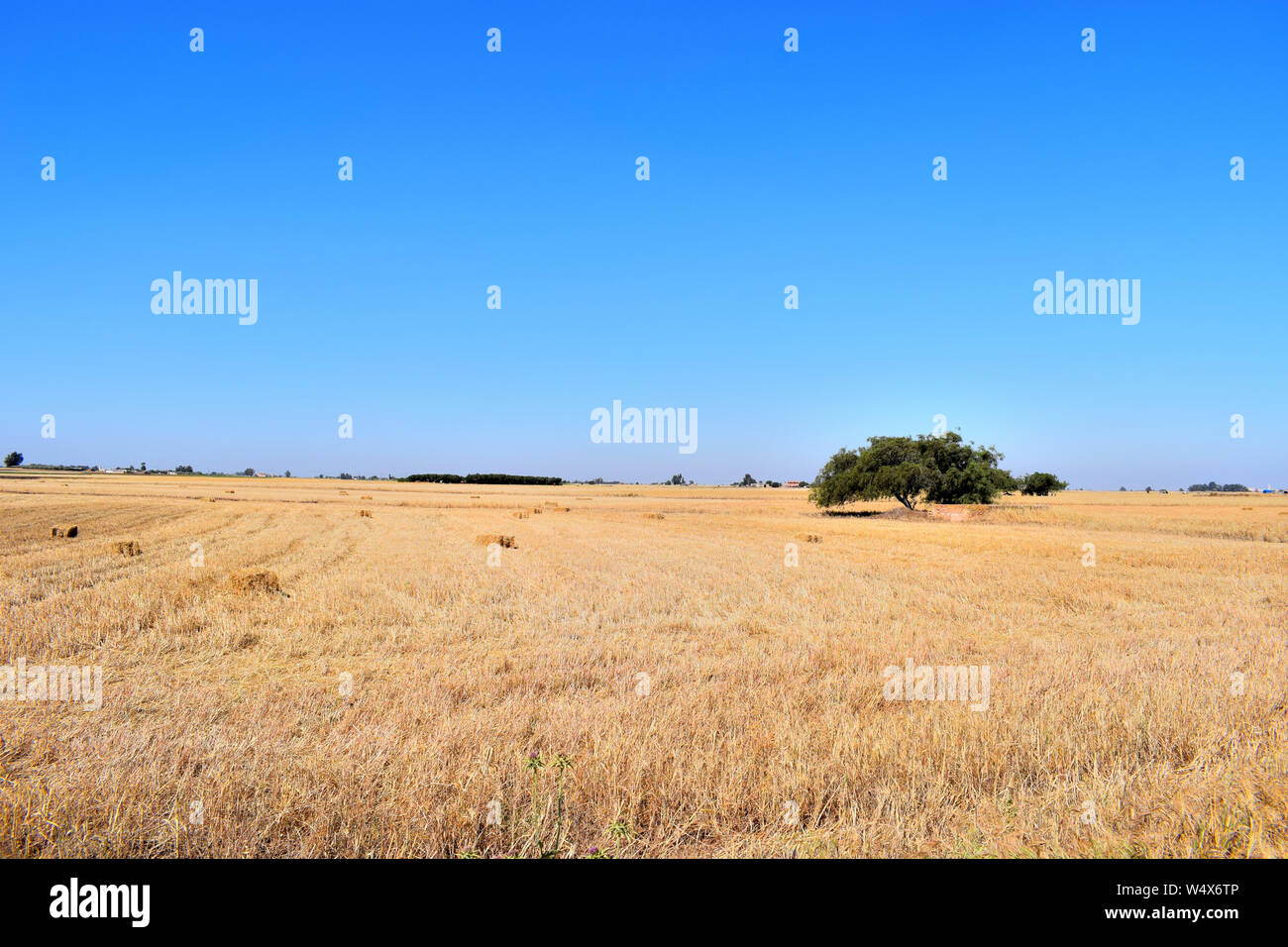 Die Zeit der Ernte von Weizen mit einem baum landschaft Feld mit Heuhaufen, Jahreszeit der Ernte, Bauernhof, organisch angebaut, Beauty Stockfoto