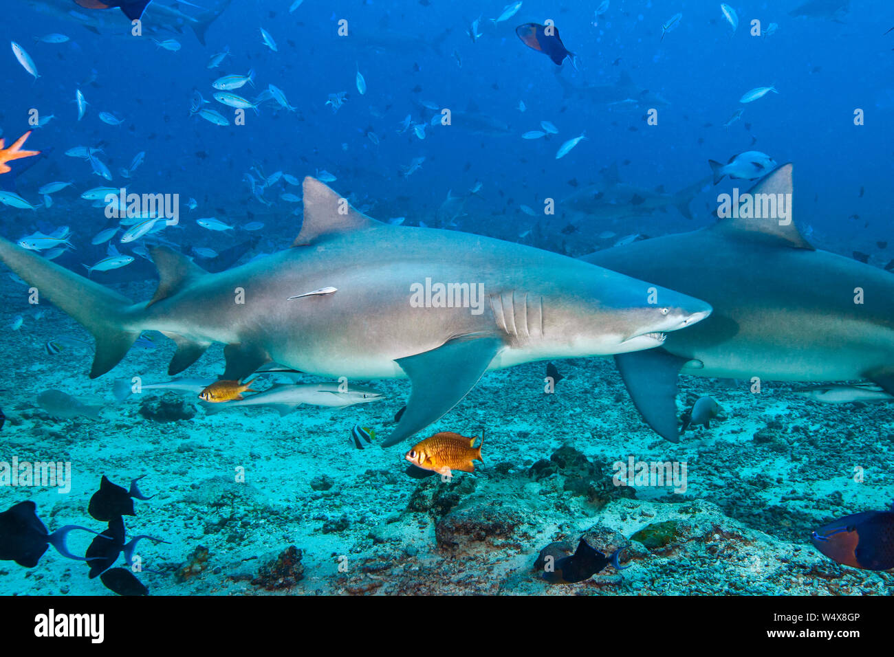 Bullenhaie (Carcharhinus leucas) angezogen im Wasser zu Chum. Stockfoto