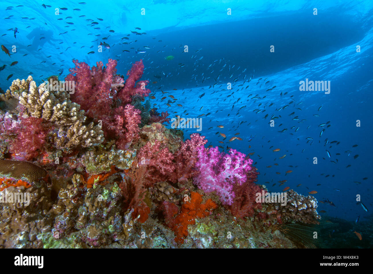 Farbenfrohe Korallenriff mit Halo von tropischen Fischen mit Silhouette von Scuba Diver schwimmen in Richtung Tauchboot auf der Oberfläche. Beqa Lagoon, Fidschi Stockfoto