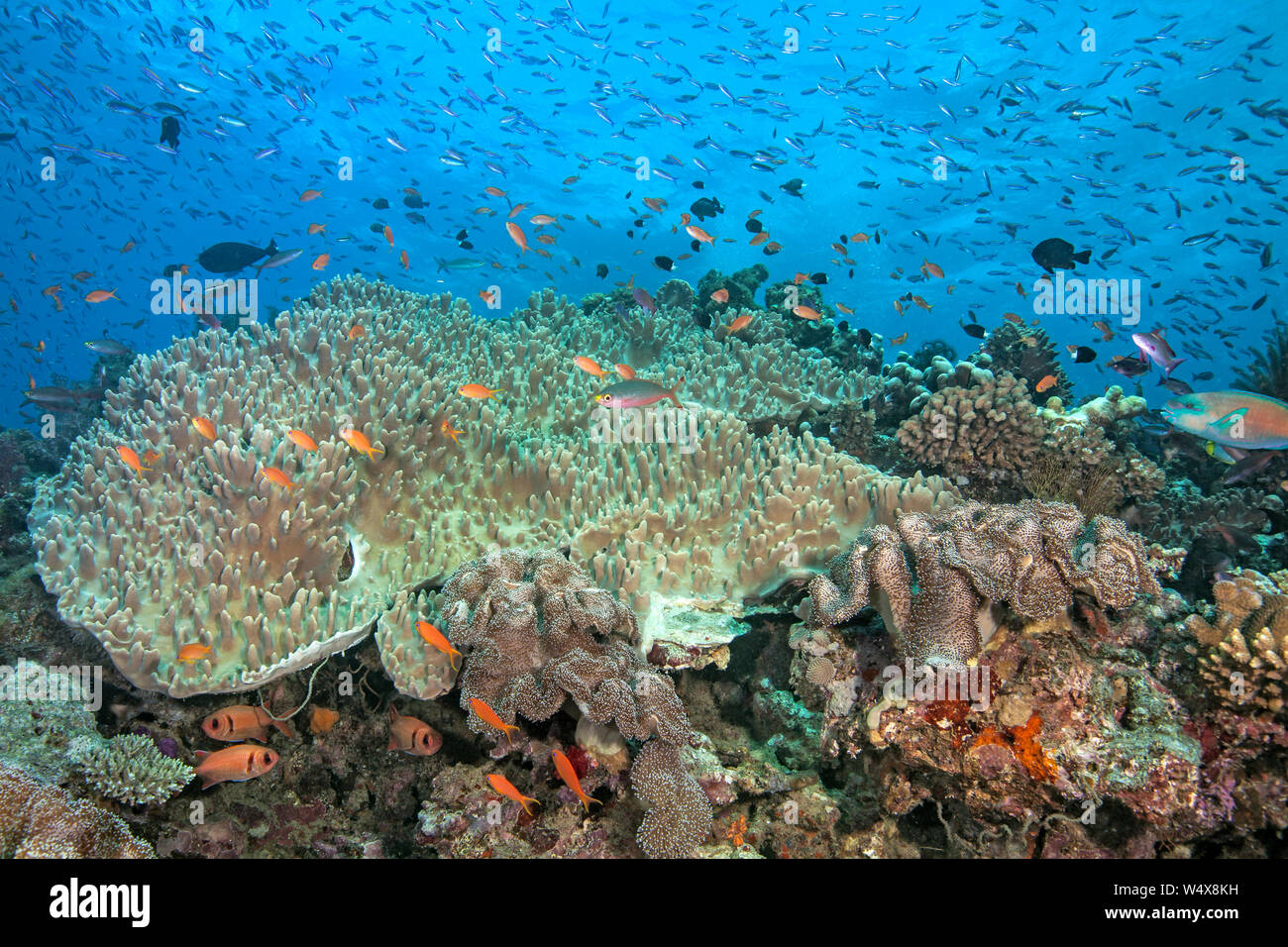 Bunte Fische Schwarm über Riff mit große Kolonie von inkrustierende Weichkorallen. Beqa Lagoon, Fidschi. 2017 Stockfoto