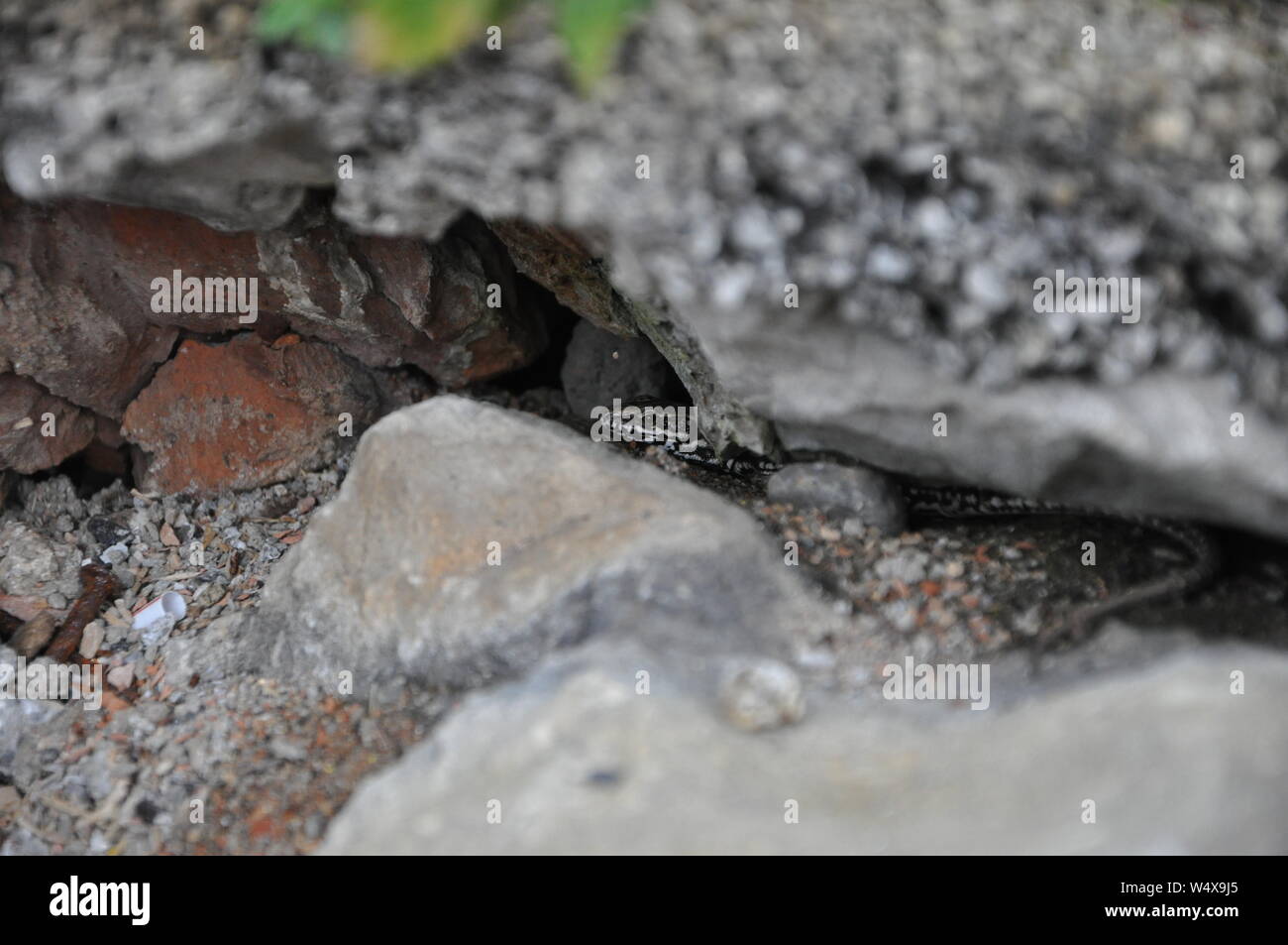 Europian wand Eidechse podarcis scull Adriatica Stockfoto