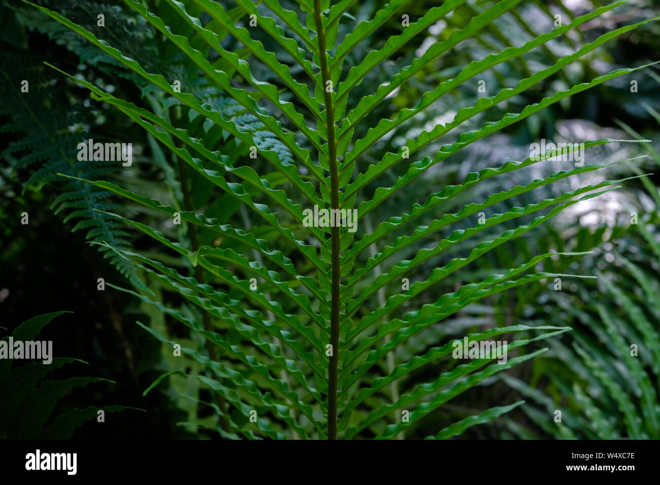 Farn, tropischen Saftige grüne Blätter, exotischen natürlichen Hintergrund mit Pflanzen, Farn Blatt Textur Stockfoto