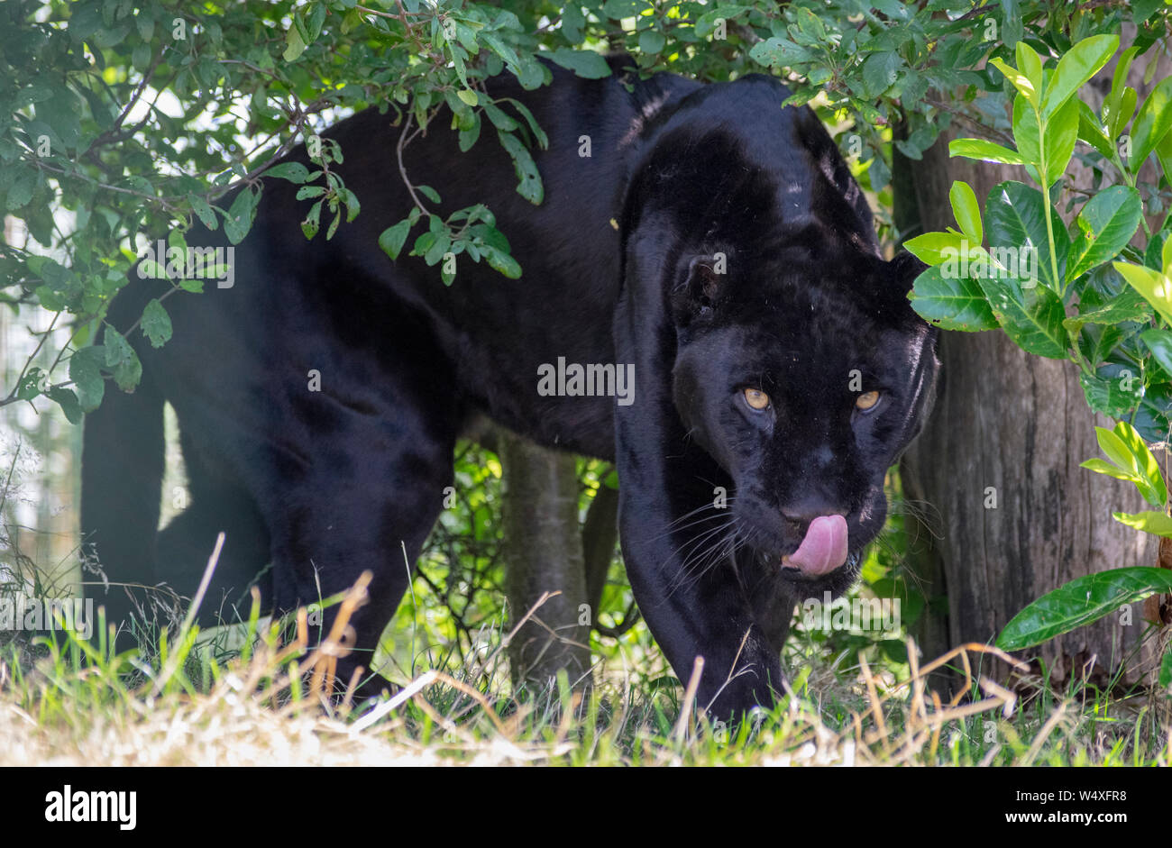 black-panther-black-jaguar-panthera-fotos-und-bildmaterial-in-hoher