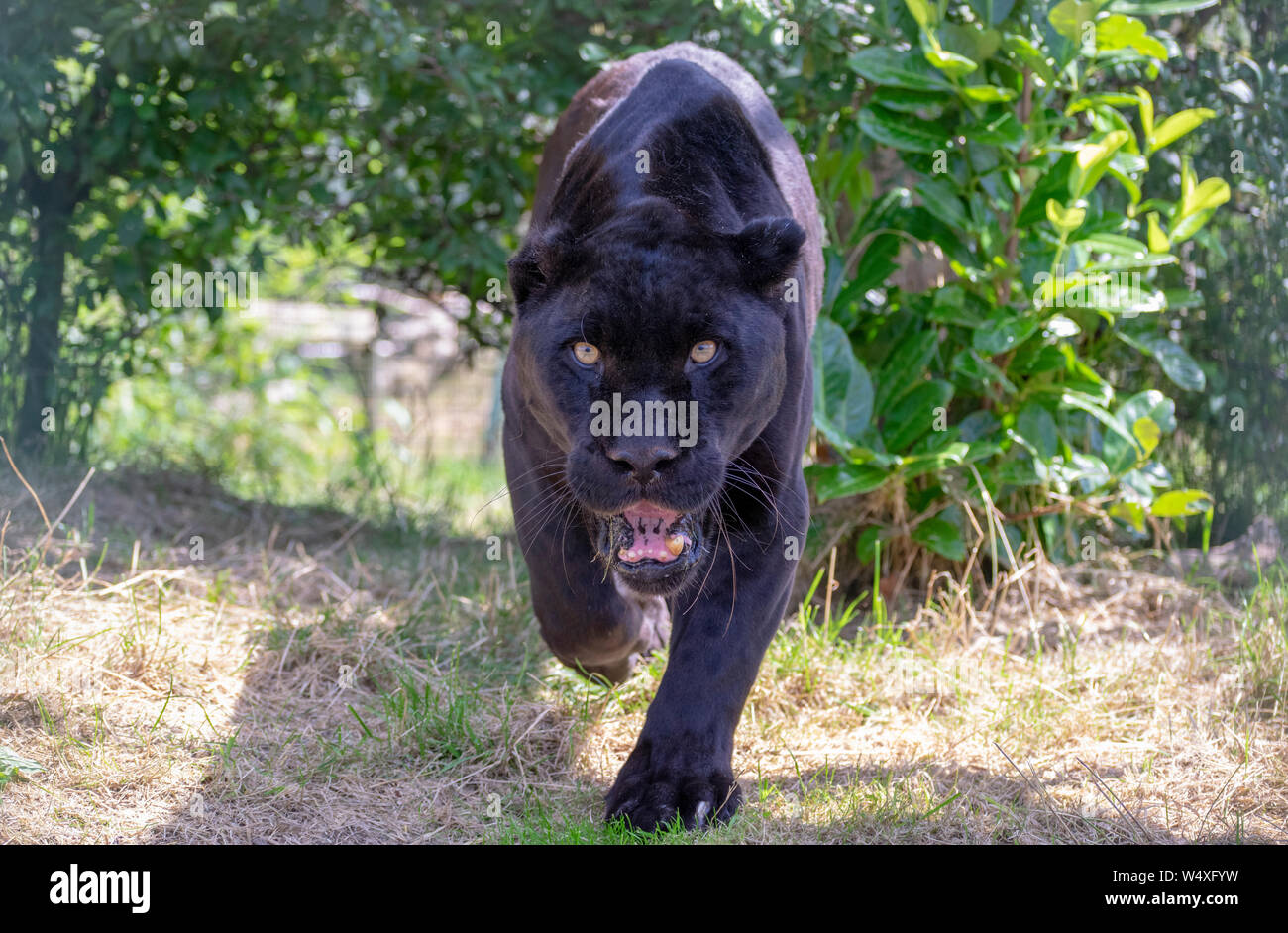 Panther Stockfoto