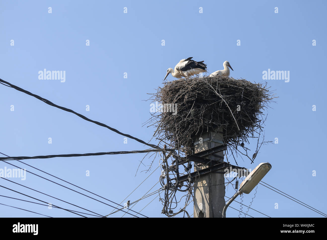 Familie der Störche leben auf einem Nest sie auf einem Strommast in einem ländlichen Gebiet von Rumänien gemacht. Wilde Tiere zwischen Menschen. Stockfoto