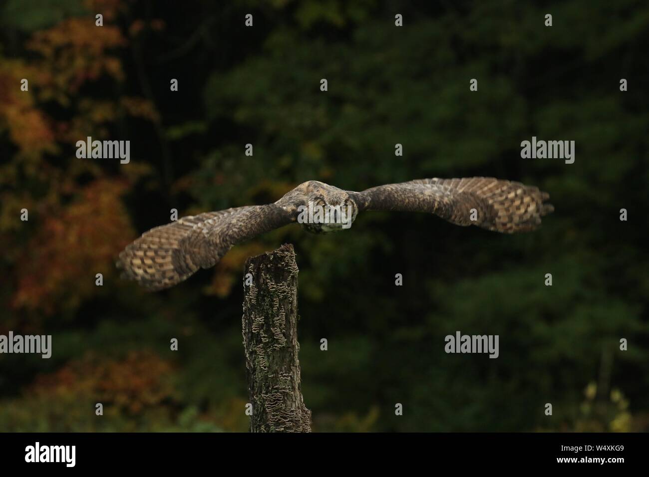 Große gehörnte Eule Stockfoto