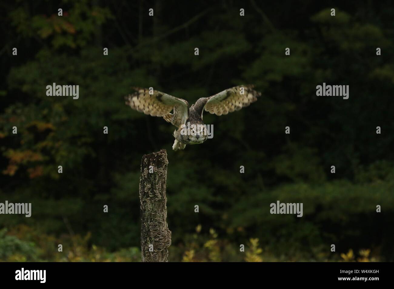 Große gehörnte Eule Stockfoto
