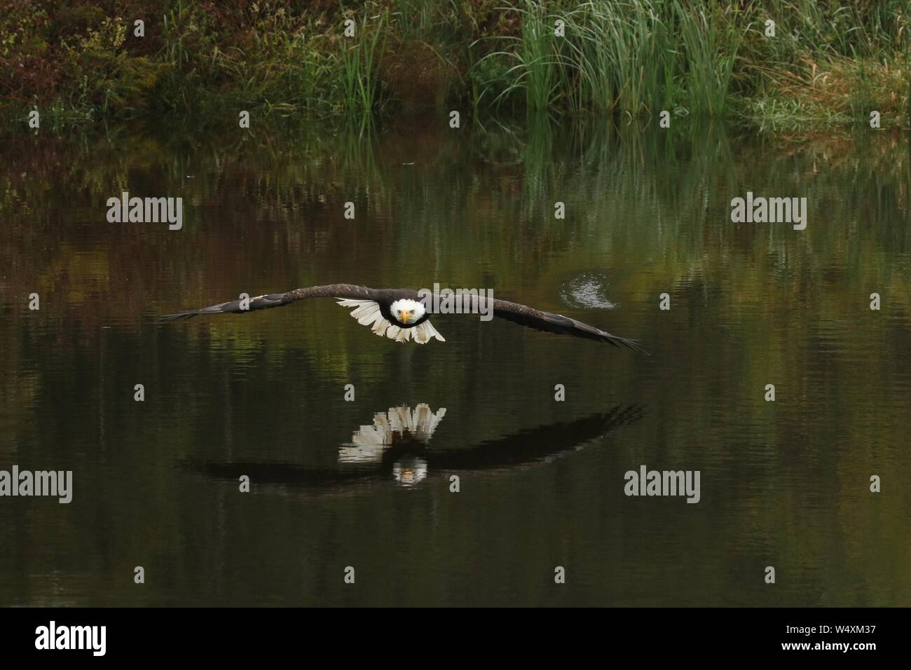 Adler im Flug Stockfoto