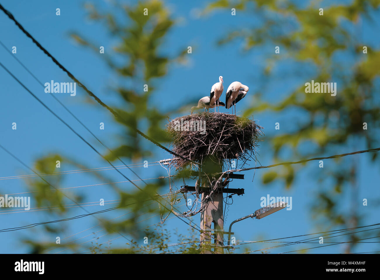Familie der Störche leben auf einem Nest sie auf einem Strommast in einem ländlichen Gebiet von Rumänien gemacht. Wilde Tiere zwischen Menschen. Stockfoto