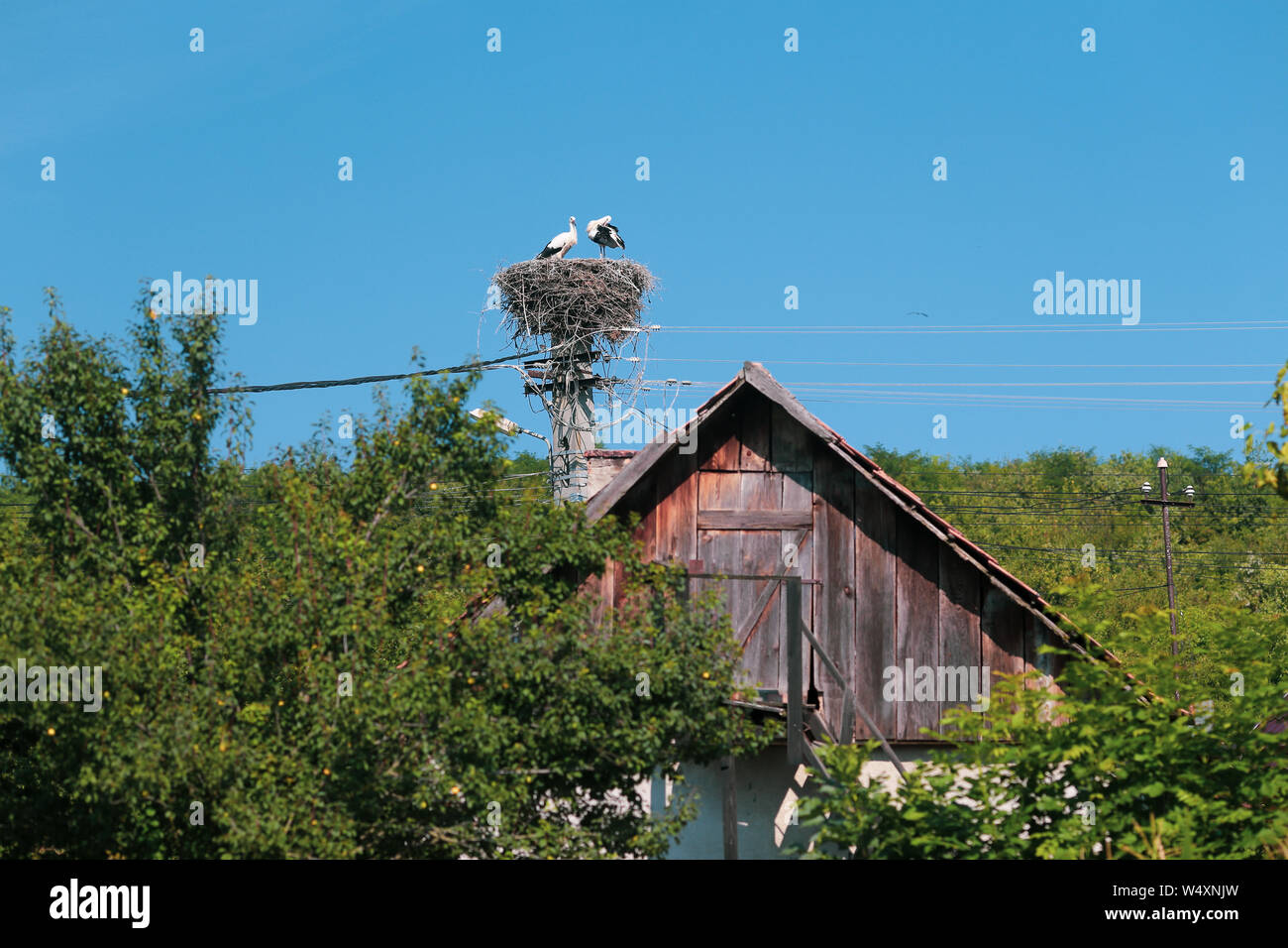 Familie der Störche leben auf einem Nest sie auf einem Strommast in einem ländlichen Gebiet von Rumänien gemacht. Wilde Tiere zwischen Menschen. Stockfoto