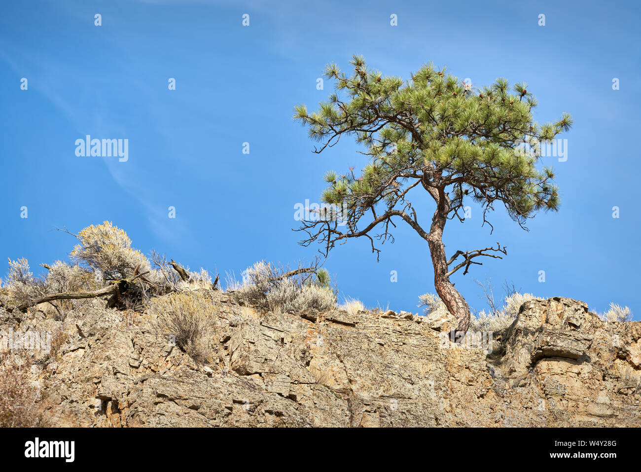 Wüste Kiefer. Einer Kiefer klammert sich an eine Wüste, Felsvorsprung. Stockfoto