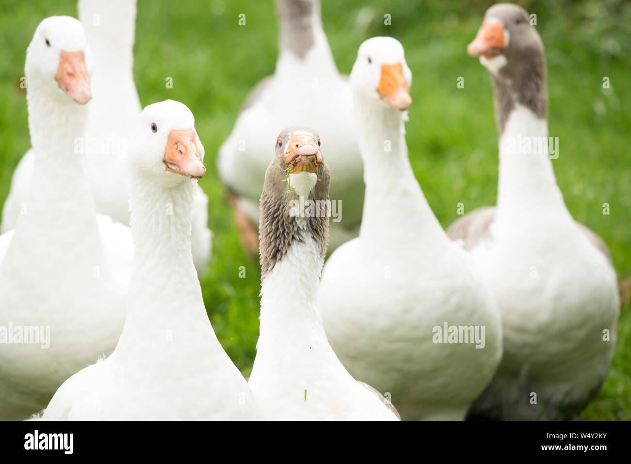 Eine Schar der Gänse auf einem Bauernhof Stockfoto