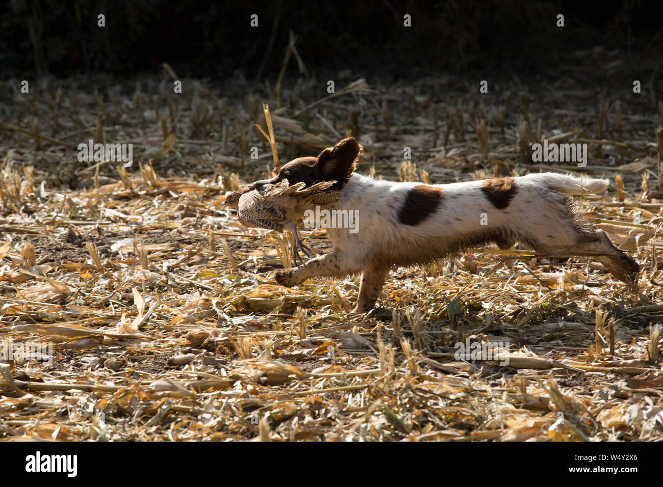 Working Springer Spaniel Gundog läuft mit einem Schuß Henne Fasan auf einer angetriebenen Fasan Tag Stockfoto