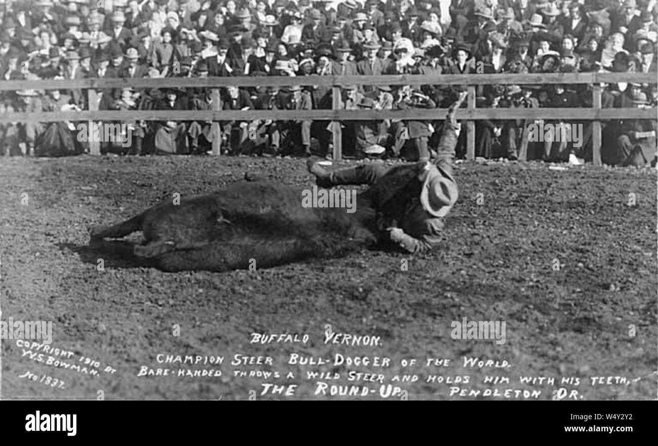 Cowboy Buffalo Vernon wrestling an der Runde Pendleton California 1910 (AL+CA 1824) steuern. Stockfoto