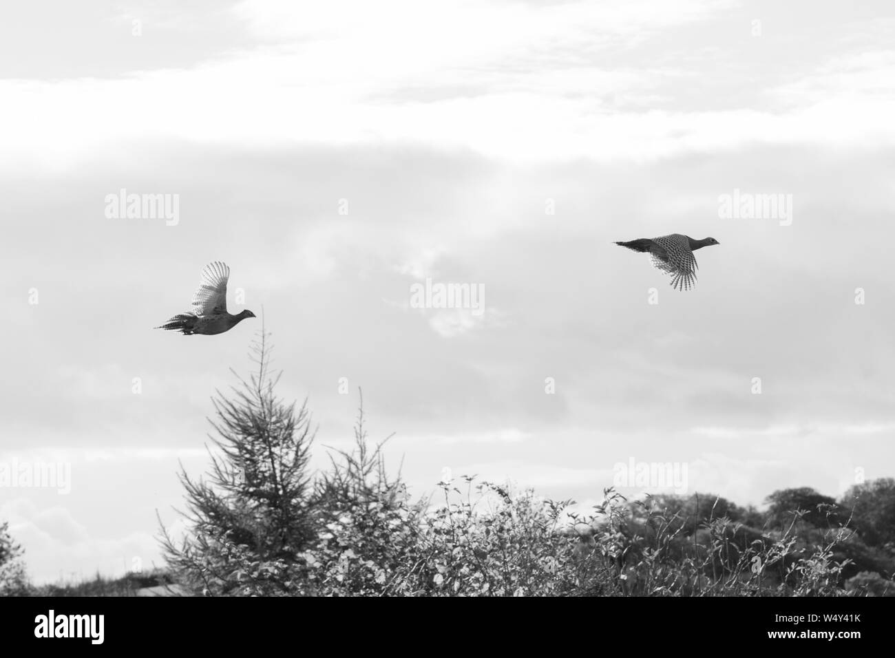 Zwei Henne Fasane Fliegen entlang einer Hecke Reihe auf einer angetriebenen Fasan Schießen, schwarz-weiß Foto Stockfoto