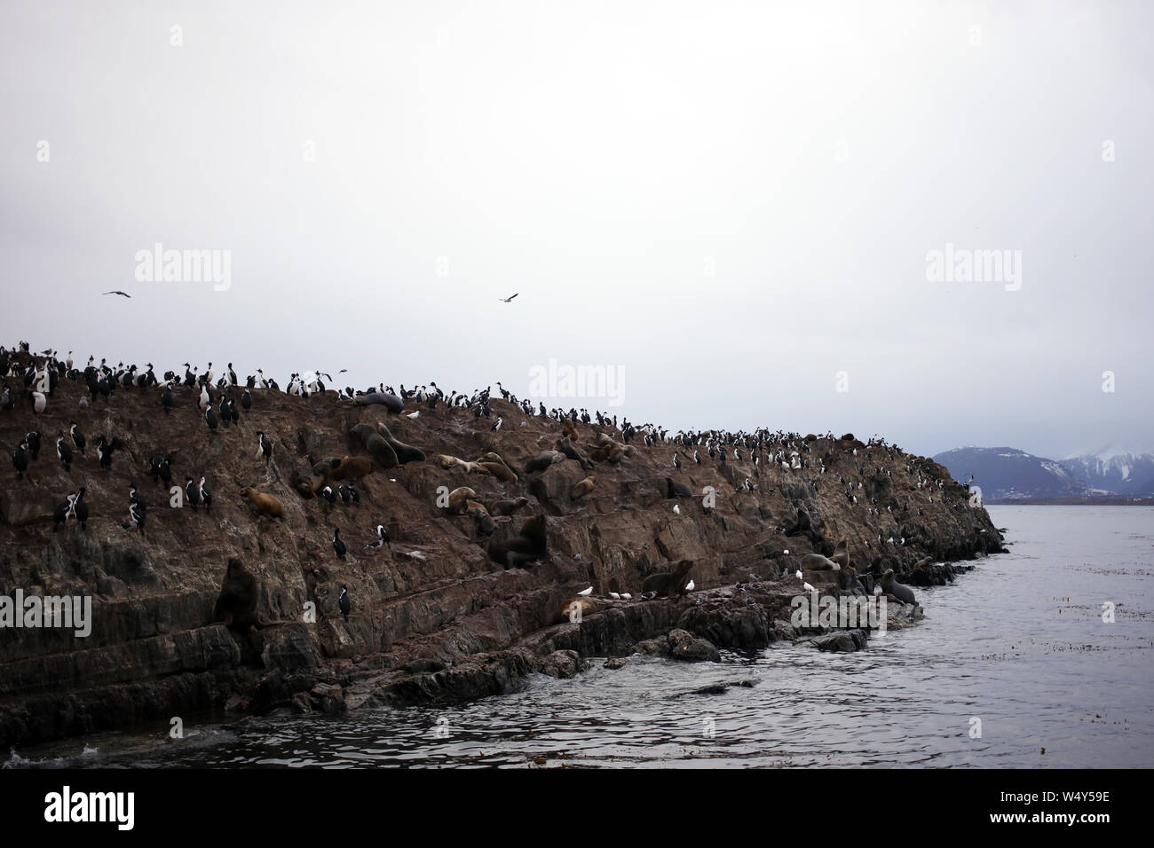 Meer Wolfs und Vögel in den Beagle Kanal Blick von einem Boot in Ushuaia, Tierra del Fuego Stockfoto
