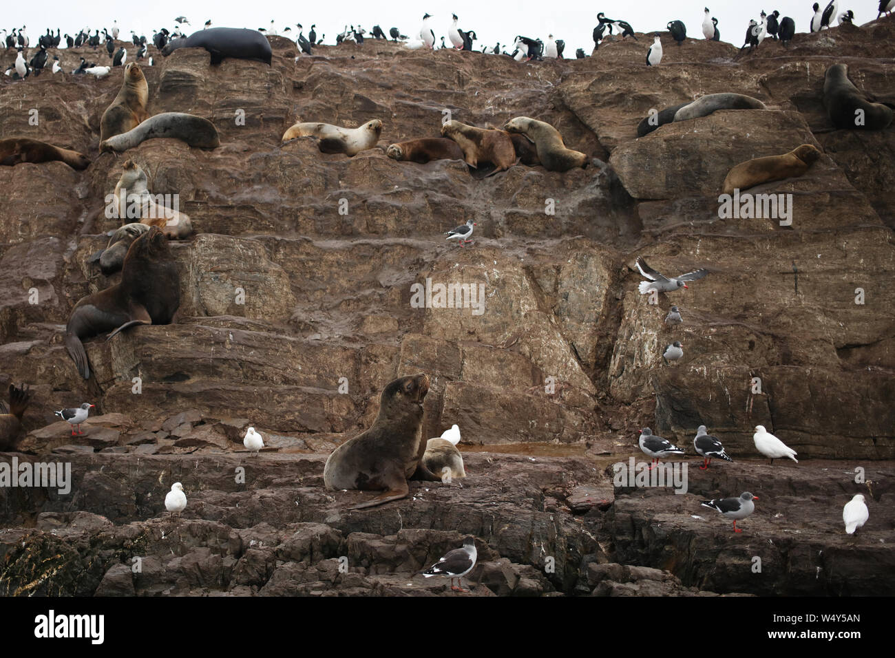 Meer Wolfs und Vögel in den Beagle Kanal Blick von einem Boot in Ushuaia, Tierra del Fuego Stockfoto