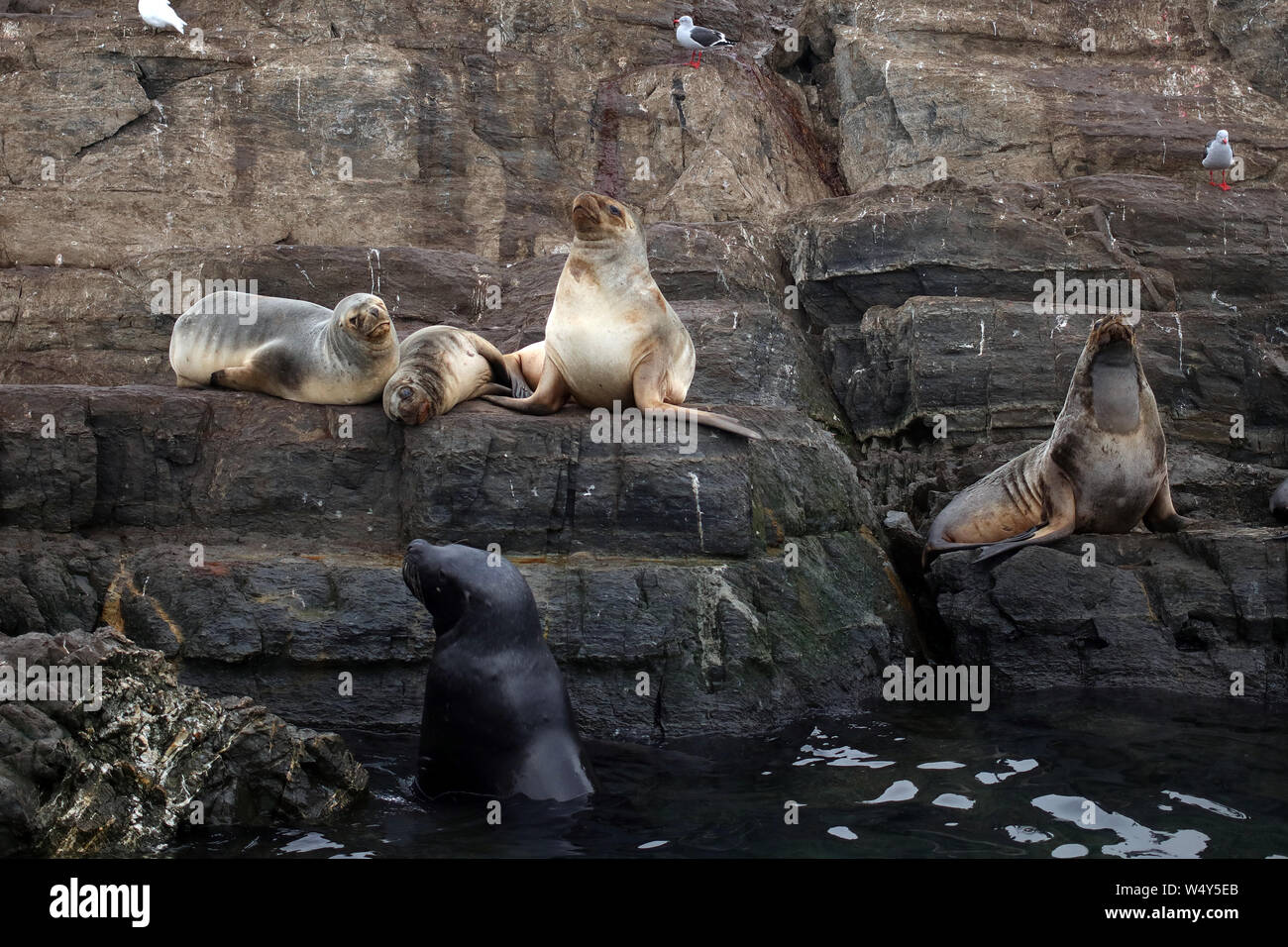 Meer Wolfs und Vögel in den Beagle Kanal Blick von einem Boot in Ushuaia, Tierra del Fuego Stockfoto